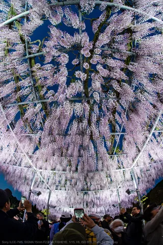 紫の滝、時を忘れるトンネル