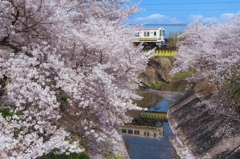 桜咲く水路と列車