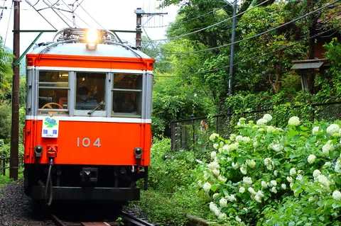 アジサイ咲く緑の鉄道旅