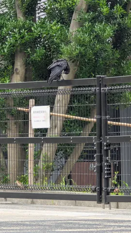 カラスも休憩中？