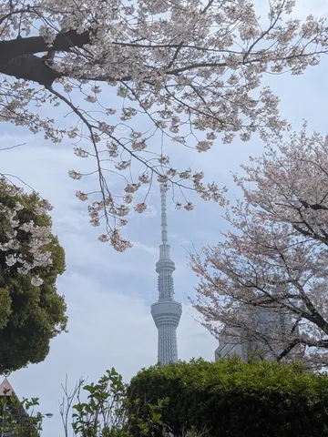 新緑と空の芸術、スカイツリー