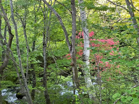 木漏れ日と山ツツジの密やかな邂逅