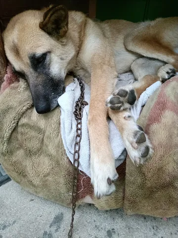 眠る犬の穏やかな時間
