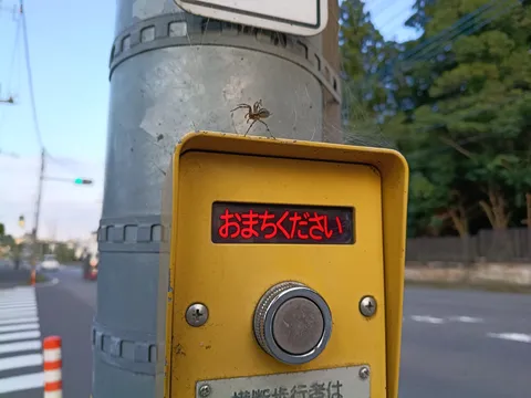黄色いボタンに蜘蛛の気配