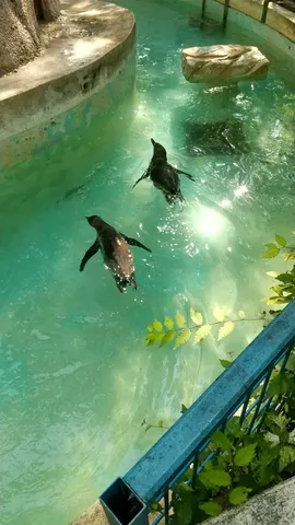 ペンギンの涼やかな水中散歩