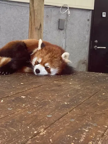 お昼寝タイム、レッドパンダ