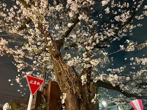 夜桜と止まれの街角