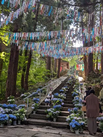 天蓋の下、彩り咲く参道