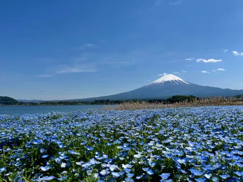 青い絨毯と白き富士