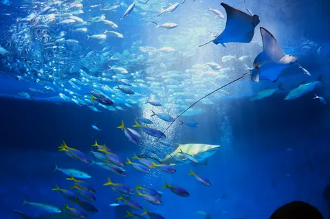 悠久の海、魚たちのシンフォニー
