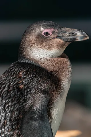 ペンギンのクローズアップ
