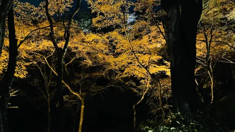 闇夜を照らす黄金の葉