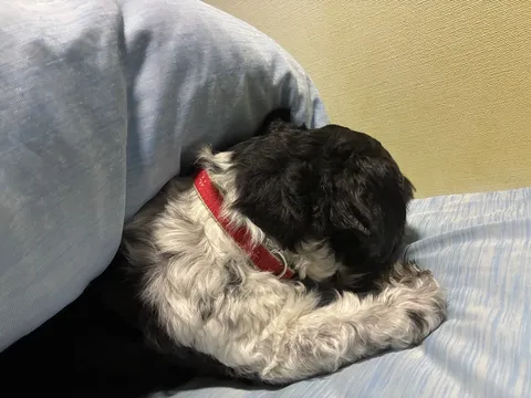 眠りの主役は赤い首輪