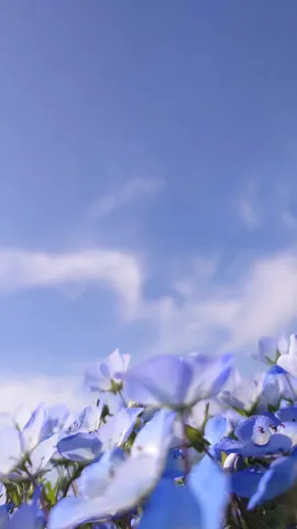 青い空と小さな青い花