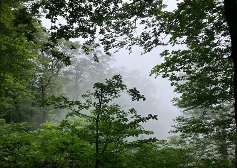霧に包まれる木漏れ日の森