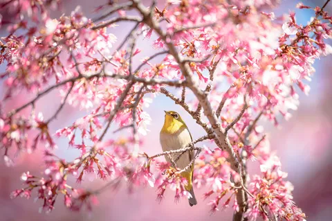 桜と見上げるメジロ