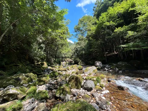 清流と苔むす岩の森