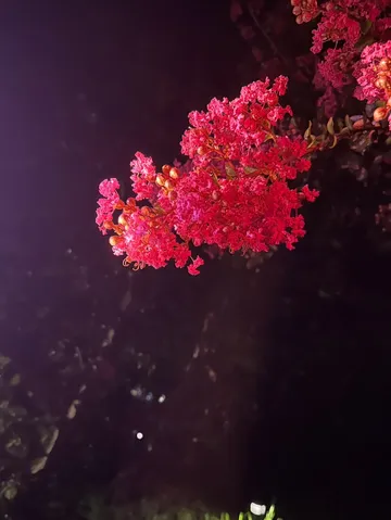 夜の闇に浮かぶ紅の花火