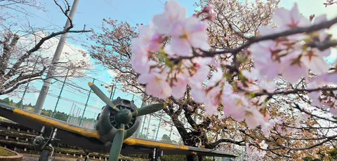桜と古き翼の対話