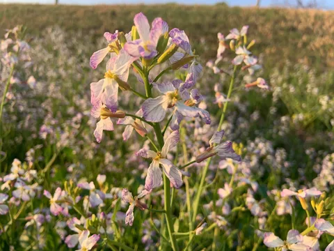 淡い光に揺れる野の花