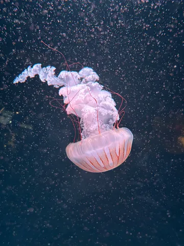 深海を舞う、光り輝くクラゲ