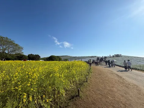 黄色と青が織りなす風景