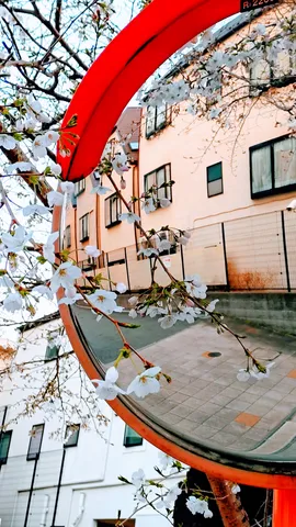 春を映す、鮮やかなカーブミラー
