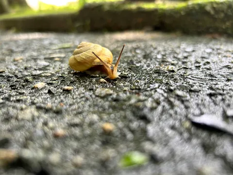 雨上がりの小さな冒険者