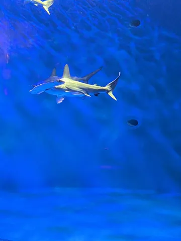 深海のハンマーヘッド