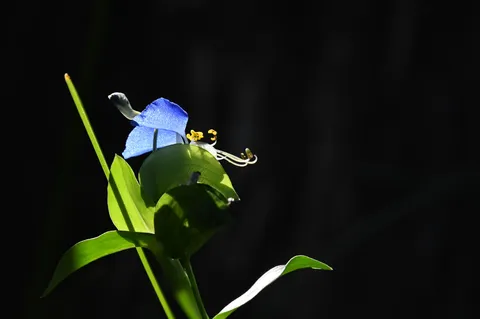 夜を切り裂く青い花