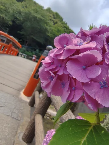 紫陽花と橋、夏の風情