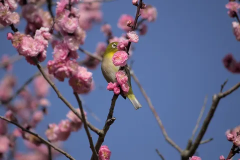 桜枝にひっそりと宿る小鳥