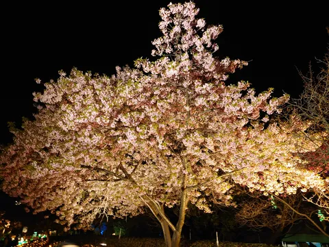 闇夜に浮かぶ幻想の桜