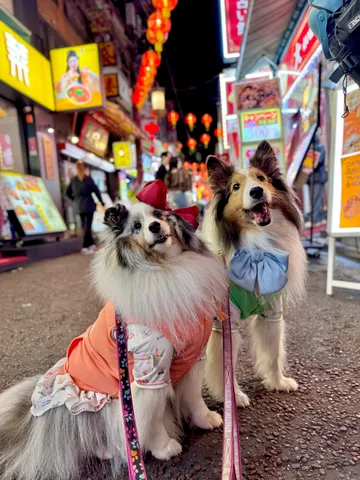 街角で輝くふわふわ日常