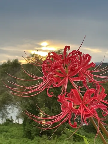 夕陽に揺れる赤い花