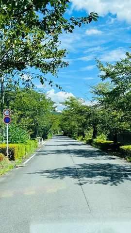 樹影の道がつなぐ夏の静寂