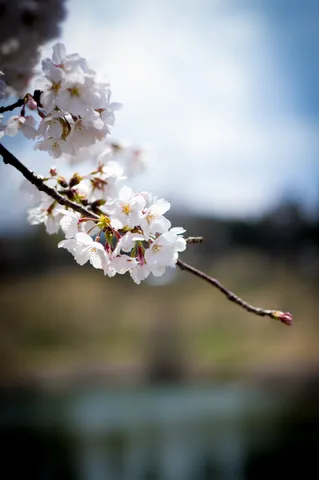 春の光に咲く桜