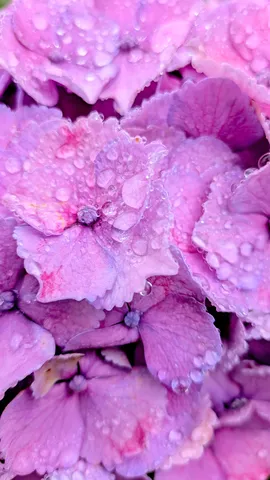 雨粒きらめく紫陽花、しっとり艶やか