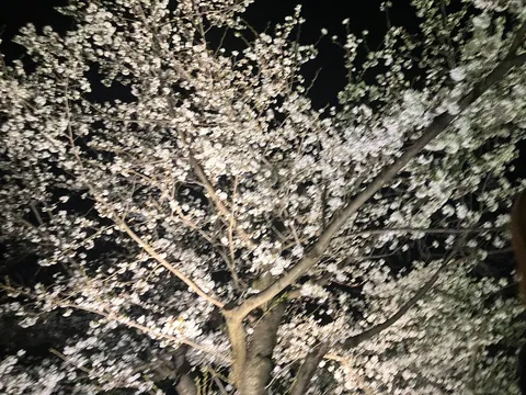夜桜、光に浮かぶ花びら