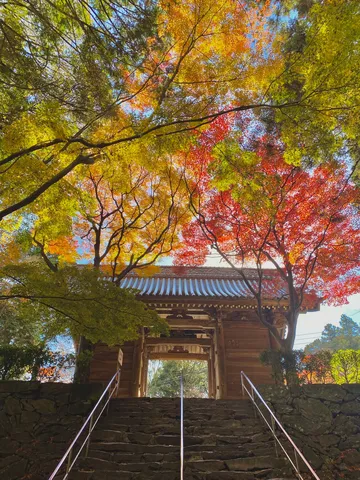 彩り豊かな参道、光と紅葉の競演