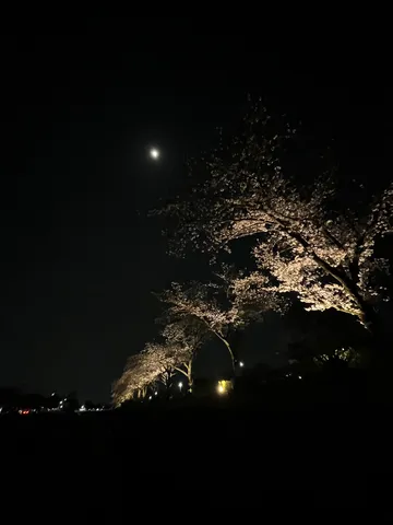 夜桜と月光の道