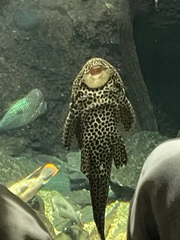 水槽の中のおしゃべり？