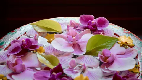 水面に浮かぶ蘭の華やかさ