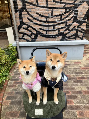 おめかし柴犬、お散歩日和