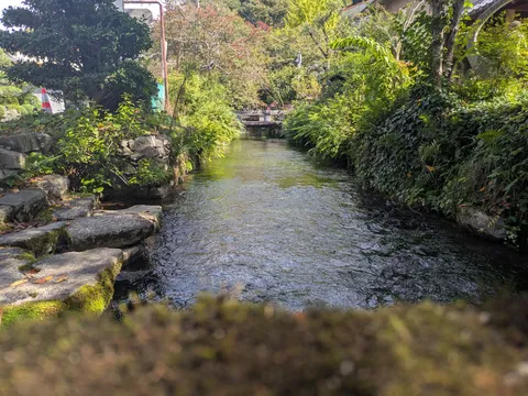 水辺の静かな緑と流れ