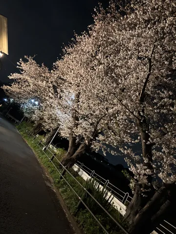 夜桜の幻想的な光景