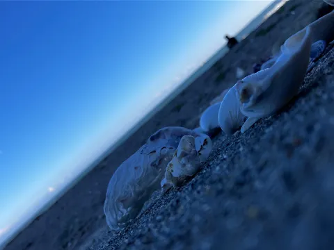 静寂の海岸、貝殻と夕空