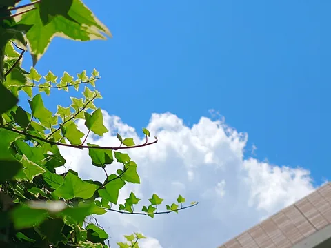 青空とツタの葉、屋根のコントラスト