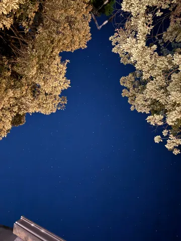 星空と木漏れ日のコントラスト