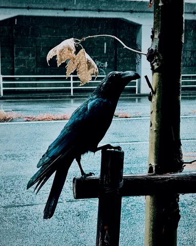 雨景に潜む黒い物語
